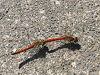 s_PICT0295_thumb.png